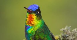 Hummingbird