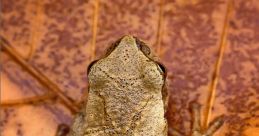 Spring-Peeper