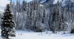 Neige