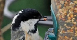 Coal-Tit