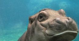 Hippo