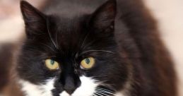 Chats