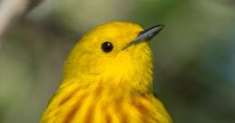 Warblers