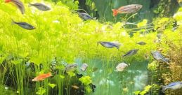 Aquarium