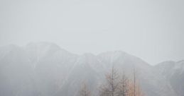 Foggy