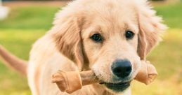 Puppies
