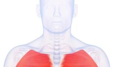 Chest