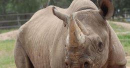 Rhinoceros