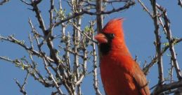 Springbirds