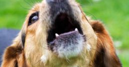 Dog-Barking