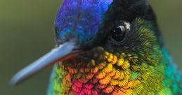 Hummingbirds
