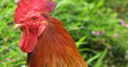 Rooster