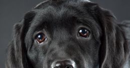 Lab