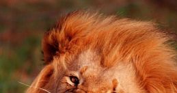 Snarling
