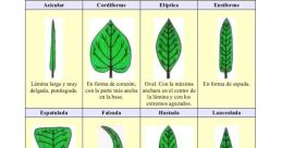 Hojas