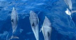 Delphis