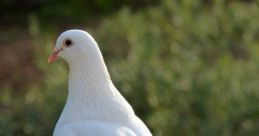 Dove