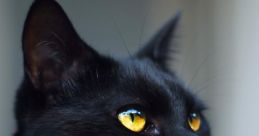 Felineterror