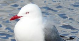 Gull
