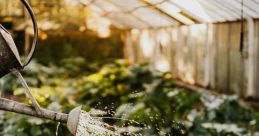 Watering