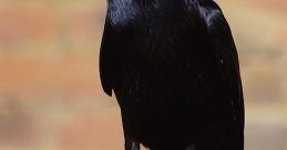 Rooks