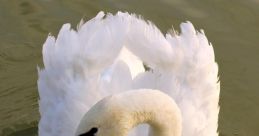 Swan