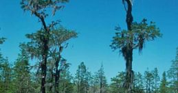 Wetland