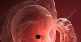 Embryo
