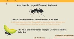 Ants