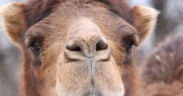 Camel