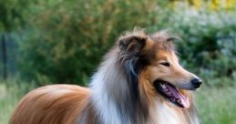 Collie
