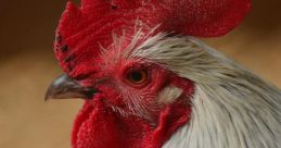 Livestock