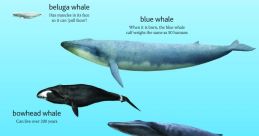 Whales