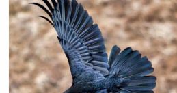 Raven