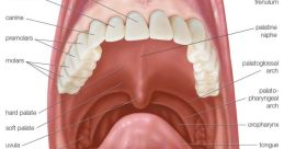 Mouth-