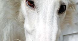 Snout