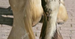Horse-Hooves