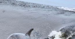 Bow-Wave
