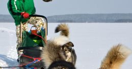 Sledge-Dog