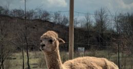 Lama