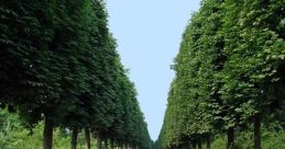 Avenue