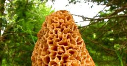 Mushrooms The Mushroom Sings #mushrooms #revelations #magic #psychedelic #speaking john As you wander through the