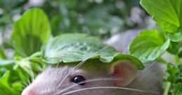 Rats