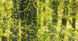 Woodland