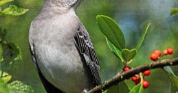 Mockingbird