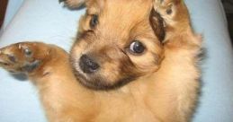 Annoy-Dogs