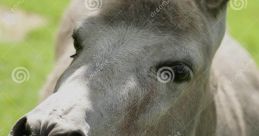 Bleating