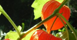 Blume
