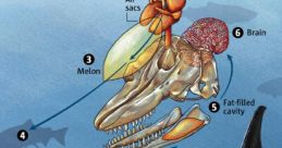 Echolocation