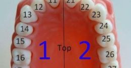 Teeth